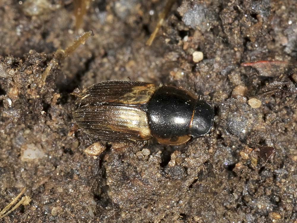 Aphodius (Melinopterus) prodromus